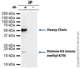 Immunoprecipitation - Anti-Histone H3 (mono methyl K79) antibody - ChIP Grade (AB2886), expandable thumbnail