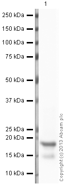 Western blot - Anti-Histone H3 (mono methyl K79) antibody - ChIP Grade (AB2886), expandable thumbnail