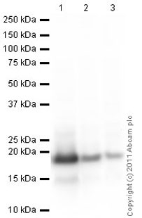 Western blot - Anti-Histone H3 (mono methyl K79) antibody - ChIP Grade (ab2886), expandable thumbnail