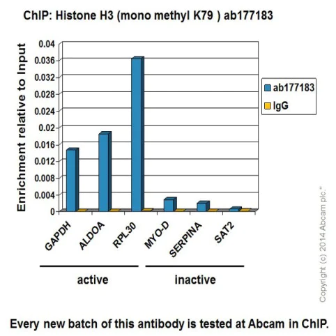 ChIP - Anti-Histone H3 (mono methyl K79) antibody [EPR17466] - BSA and Azide free (AB249946)