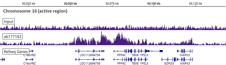 ChIP-sequencing - Anti-Histone H3 (mono methyl K79) antibody [EPR17466] - BSA and Azide free (AB249946)