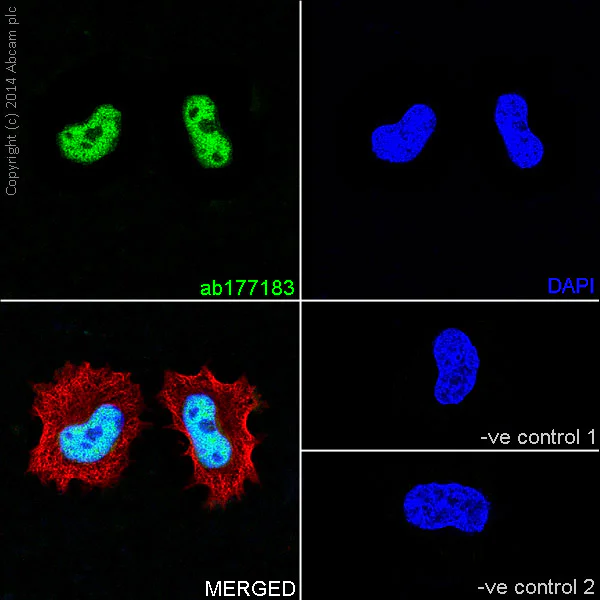 Immunocytochemistry/ Immunofluorescence - Anti-Histone H3 (mono methyl K79) antibody [EPR17466] - BSA and Azide free (AB249946)