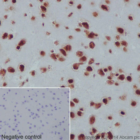 Immunohistochemistry (Formalin/PFA-fixed paraffin-embedded sections) - Anti-Histone H3 (mono methyl K79) antibody [EPR17466] - BSA and Azide free (AB249946)