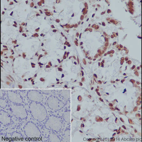 Immunohistochemistry (Formalin/PFA-fixed paraffin-embedded sections) - Anti-Histone H3 (mono methyl K79) antibody [EPR17466] - BSA and Azide free (AB249946)