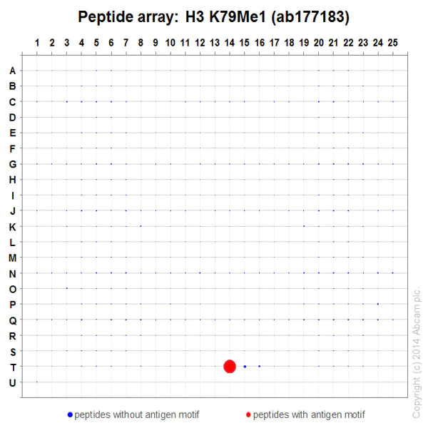 Peptide Array - Anti-Histone H3 (mono methyl K79) antibody [EPR17466] - BSA and Azide free (AB249946)