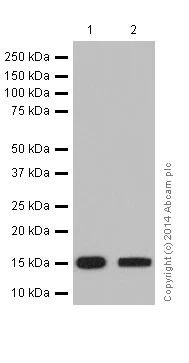 Western blot - Anti-Histone H3 (mono methyl K79) antibody [EPR17466] - BSA and Azide free (AB249946)