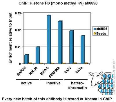 ChIP - Anti-Histone H3 (mono methyl K9) antibody - ChIP Grade (AB8896)