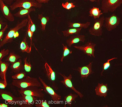 Immunocytochemistry/ Immunofluorescence - Anti-Histone H3 (mono methyl K9) antibody - ChIP Grade (AB8896)