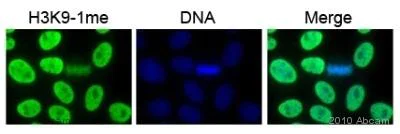 Immunocytochemistry/ Immunofluorescence - Anti-Histone H3 (mono methyl K9) antibody - ChIP Grade (AB8896)