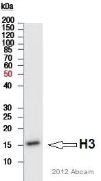Western blot - Anti-Histone H3 (mono methyl K9) antibody - ChIP Grade (AB8896)