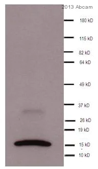 Western blot - Anti-Histone H3 (mono methyl K9) antibody - ChIP Grade (AB8896)