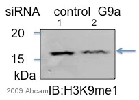 Western blot - Anti-Histone H3 (mono methyl K9) antibody - ChIP Grade (AB8896)