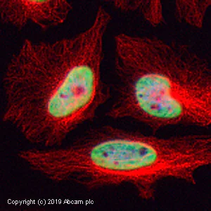 Immunocytochemistry/ Immunofluorescence - Anti-Histone H3 (mono methyl K9) antibody - ChIP Grade (AB9045)
