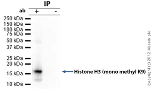 Immunoprecipitation - Anti-Histone H3 (mono methyl K9) antibody - ChIP Grade (AB9045)
