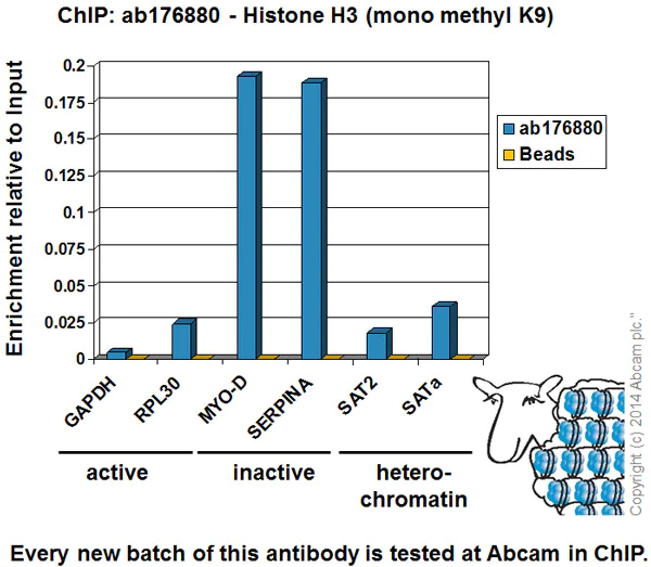 ChIP - Anti-Histone H3 (mono methyl K9) antibody [EPR16989] - BSA and Azide free (AB203955)