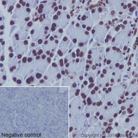 Immunohistochemistry (Formalin/PFA-fixed paraffin-embedded sections) - Anti-Histone H3 (mono methyl K9) antibody [EPR16989] - BSA and Azide free (AB203955)