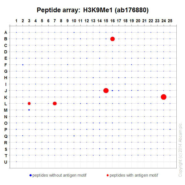 Peptide Array - Anti-Histone H3 (mono methyl K9) antibody [EPR16989] - BSA and Azide free (AB203955)
