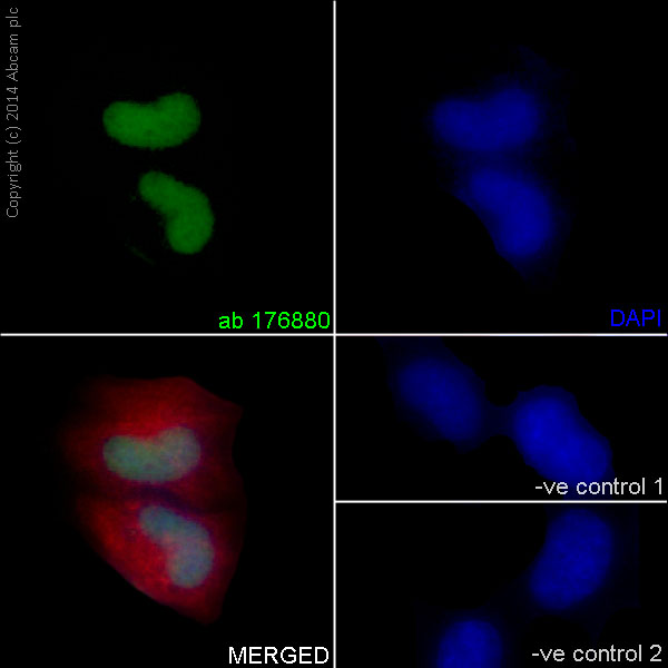 Immunocytochemistry/ Immunofluorescence - Anti-Histone H3 (mono methyl K9) antibody [EPR16989] - ChIP Grade (AB176880)