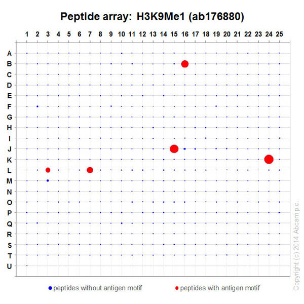 Anti-Histone H3 (mono methyl K9) antibody [EPR16989] - ChIP Grade
