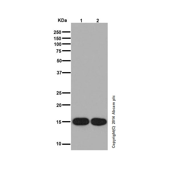 Western blot - Anti-Histone H3 (mono methyl K9) antibody [EPR16989] - ChIP Grade (AB176880)