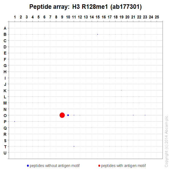Peptide Array - Anti-Histone H3 (mono methyl R128) antibody [EPR17898] - BSA and Azide free (AB249957), expandable thumbnail