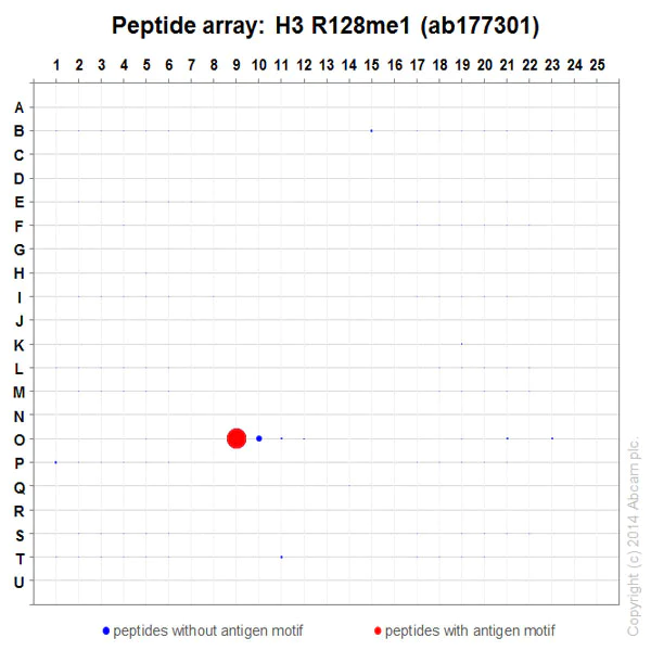 Peptide Array - Anti-Histone H3 (mono methyl R128) antibody [EPR17898] - BSA and Azide free (AB249957)