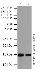 Western blot - Anti-Histone H3 (mono methyl R128) antibody [EPR17898] - BSA and Azide free (AB249957), expandable thumbnail