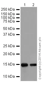 Western blot - Anti-Histone H3 (mono methyl R128) antibody [EPR17898] - BSA and Azide free (AB249957)