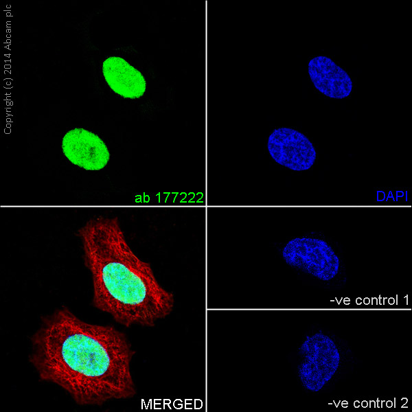 Immunocytochemistry/ Immunofluorescence - Anti-Histone H3 (mono methyl R17) antibody [EPR17247] - BSA and Azide free (AB249950), expandable thumbnail