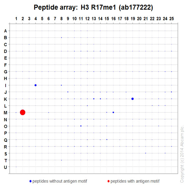 Peptide Array - Anti-Histone H3 (mono methyl R17) antibody [EPR17247] - BSA and Azide free (AB249950), expandable thumbnail