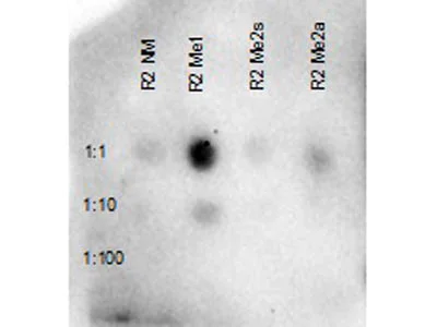 Dot Blot - Anti-Histone H3 (mono methyl R2) antibody (AB272136)