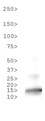 Western blot - Anti-Histone H3 (mono methyl R2) antibody (AB272136)