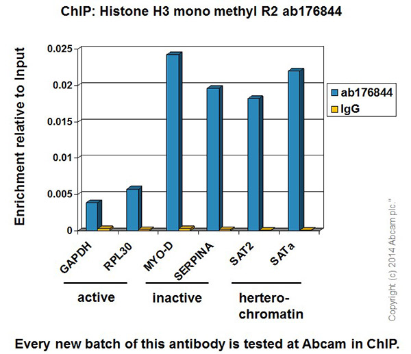 ChIP - Anti-Histone H3 (mono methyl R2) antibody [EPR17704] - BSA and Azide free (AB249932), expandable thumbnail