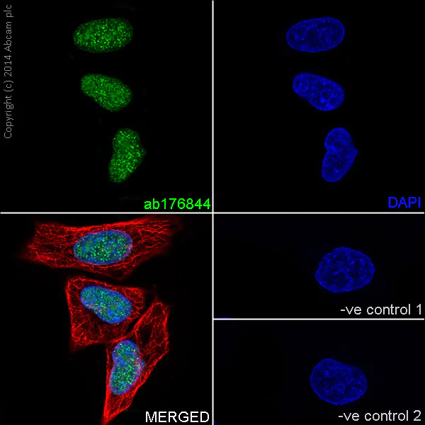 Immunocytochemistry/ Immunofluorescence - Anti-Histone H3 (mono methyl R2) antibody [EPR17704] - BSA and Azide free (AB249932)