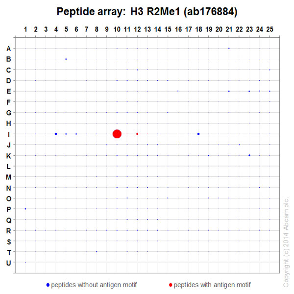Peptide Array - Anti-Histone H3 (mono methyl R2) antibody [EPR17704] - BSA and Azide free (AB249932), expandable thumbnail