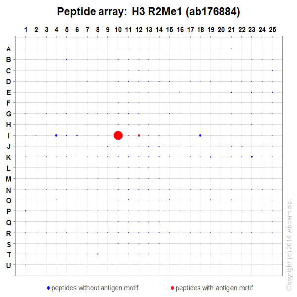 Peptide Array - Anti-Histone H3 (mono methyl R2) antibody [EPR17704] - BSA and Azide free (AB249932)
