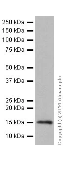 Western blot - Anti-Histone H3 (mono methyl R2) antibody [EPR17704] - ChIP Grade (AB176844)
