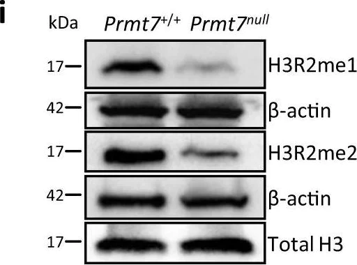 Western blot - Anti-Histone H3 (mono methyl R2) antibody [EPR17704] - ChIP Grade (AB176844)