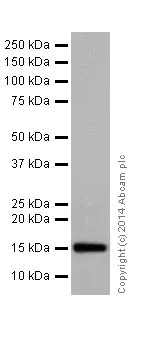 Western blot - Anti-Histone H3 (mono methyl R2) antibody [EPR17704] - ChIP Grade (AB176844)