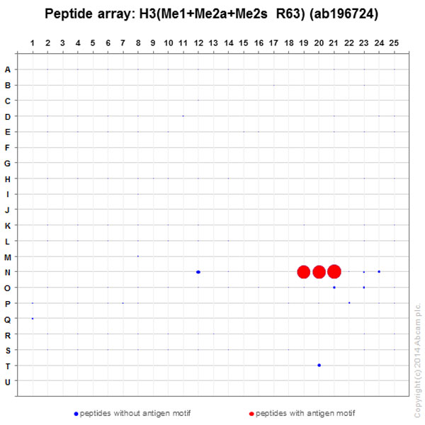 Peptide Array - Anti-Histone H3 (mono methyl R63, di methyl R63) antibody [EPR17722] (AB196724), expandable thumbnail