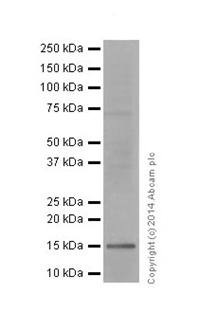 Western blot - Anti-Histone H3 (mono methyl R63, di methyl R63) antibody [EPR17722] (AB196724), expandable thumbnail