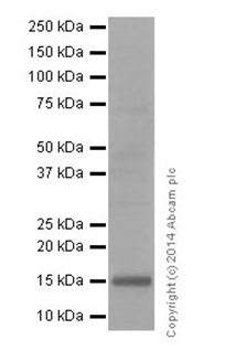 Western blot - Anti-Histone H3 (mono methyl R63, di methyl R63) antibody [EPR17722] (AB196724), expandable thumbnail