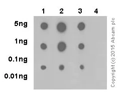 Dot Blot - Anti-Histone H3 (mono+di+tri methyl K14) antibody [EPR17708-253] - BSA and Azide free (AB249949)