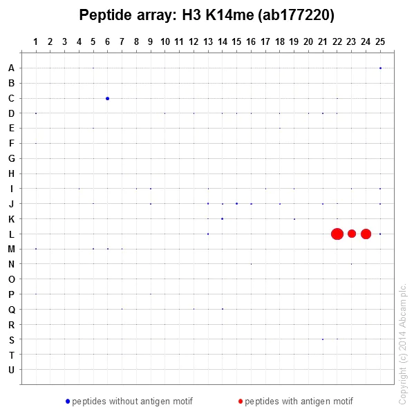 Peptide Array - Anti-Histone H3 (mono+di+tri methyl K14) antibody [EPR17708-253] - BSA and Azide free (AB249949)