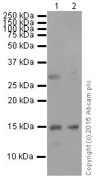 Western blot - Anti-Histone H3 (mono+di+tri methyl K14) antibody [EPR17708-253] - BSA and Azide free (AB249949)