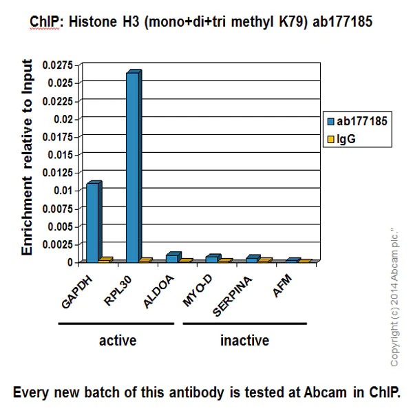 ChIP - Anti-Histone H3 (mono+di+tri methyl K79) antibody [EPR17468] - BSA and Azide free (AB240197)