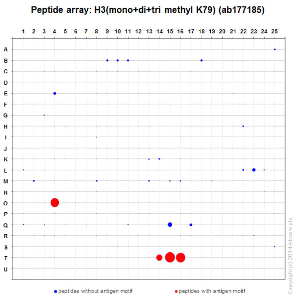 Peptide Array - Anti-Histone H3 (mono+di+tri methyl K79) antibody [EPR17468] - BSA and Azide free (AB240197)
