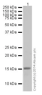 Western blot - Anti-Histone H3 (mono+di+tri methyl K79) antibody [EPR17468] - BSA and Azide free (AB240197)