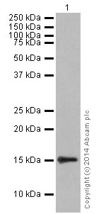 Western blot - Anti-Histone H3 (mono+di+tri methyl K79) antibody [EPR17468] - BSA and Azide free (AB240197)