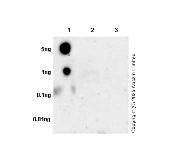 Dot Blot - Anti-Histone H3 (mutated K27M) antibody [EPR18340] - ChIP Grade (ab190631), expandable thumbnail